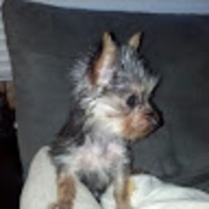 Meet your Posher, Bonnie